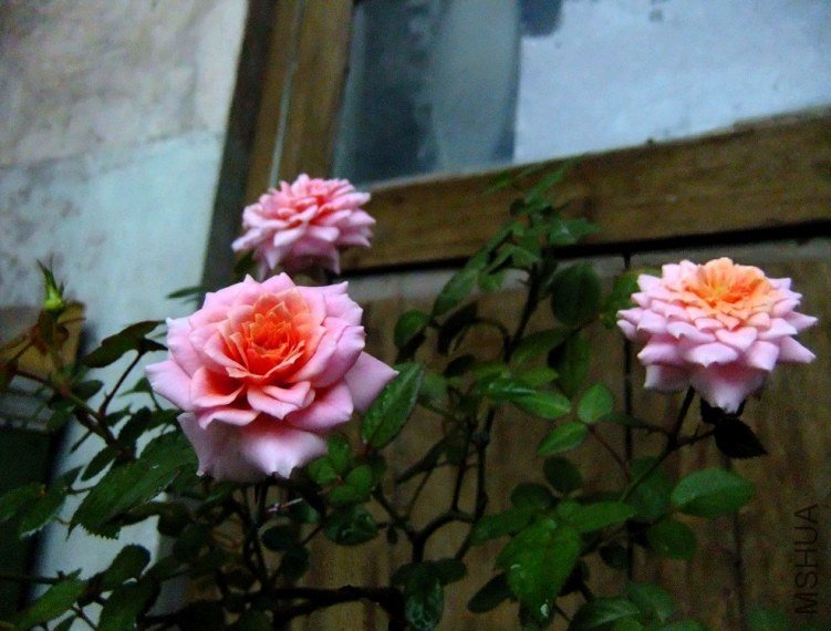 8894e7cb7cc6d68d52664fb8.jpg