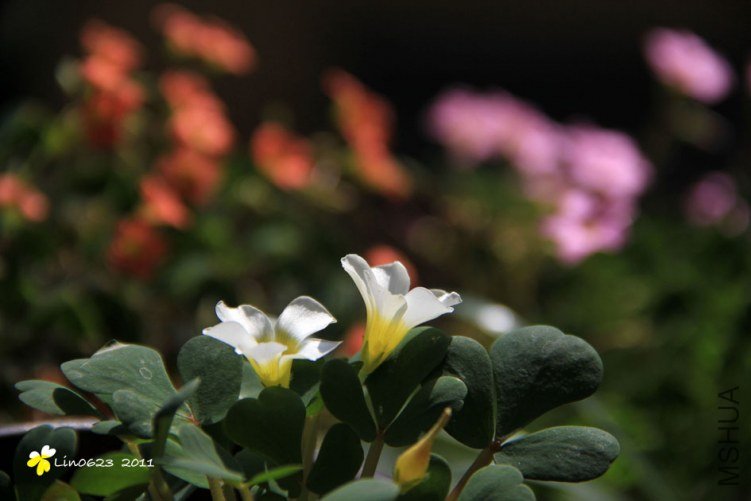 Oxalis ambigua.JPG