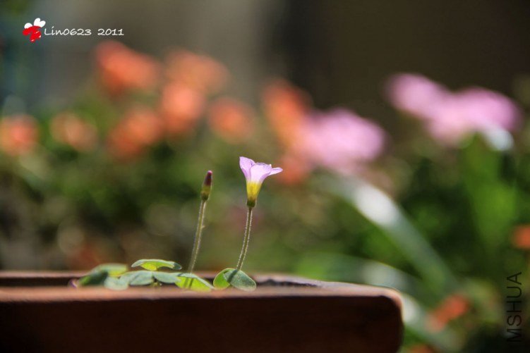 Oxalis First Love ����.JPG