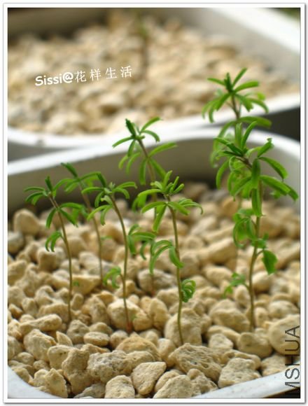 oxalis glabra pinky white.jpg