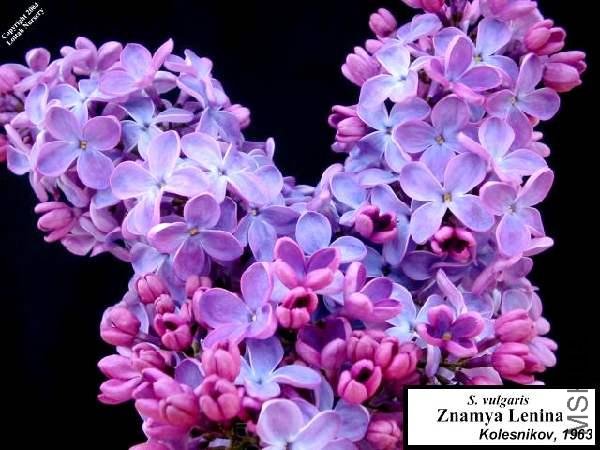 Table_��������SYRINGA vulgaris Znamya lenina.jpg