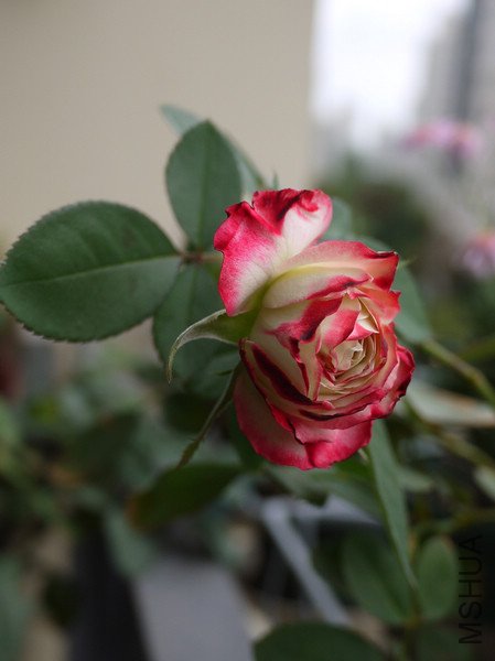 P1000823.jpg