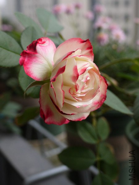 P1000825.jpg
