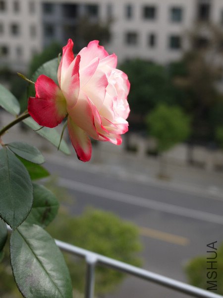 P1000829.jpg