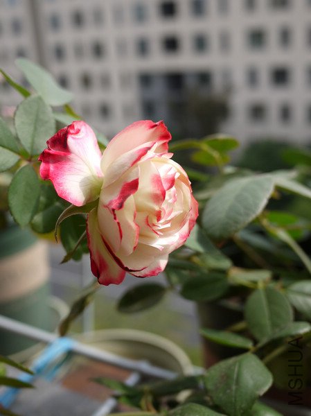 P1000831.jpg