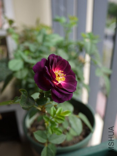 P1000815.jpg