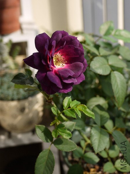 P1000835.jpg