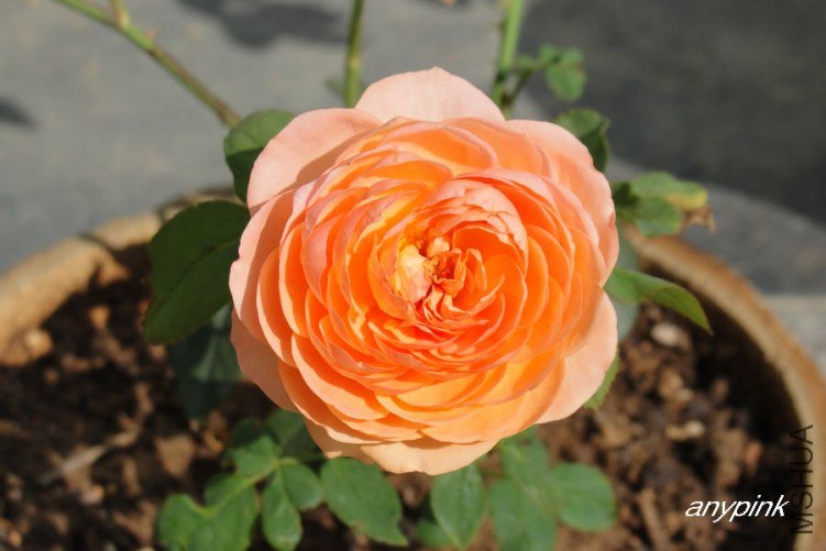 DSC09244-1.jpg