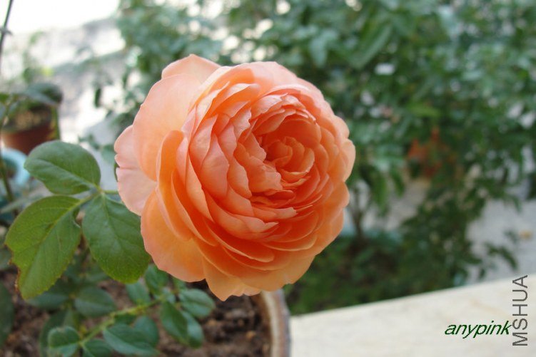 DSC09256-1.jpg
