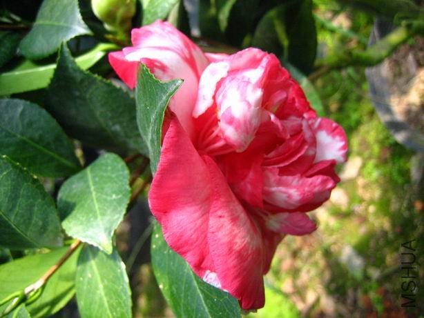 ������С IMG_2535.JPG