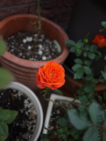 P1000803.jpg