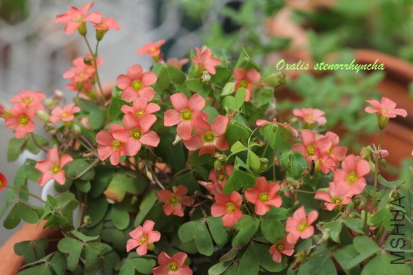 stenorrhyncha 2011 10 15_1.jpg