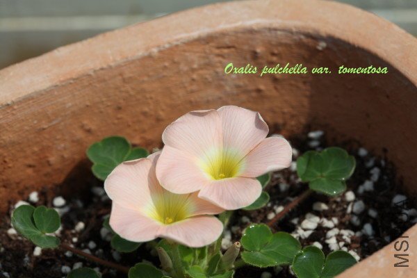 pulchella var tomentosa 2011 10 08.jpg