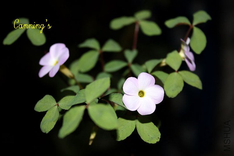 fragrans2.jpg