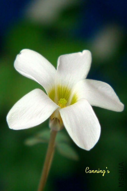 cocpokia.jpg
