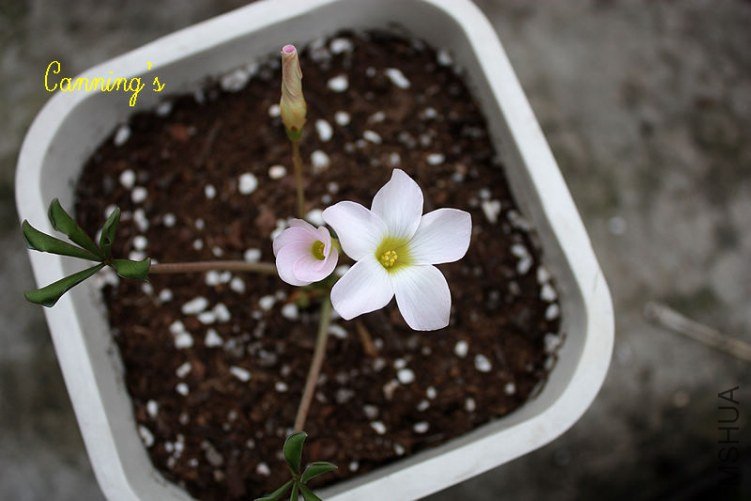 flava lavender form.jpg
