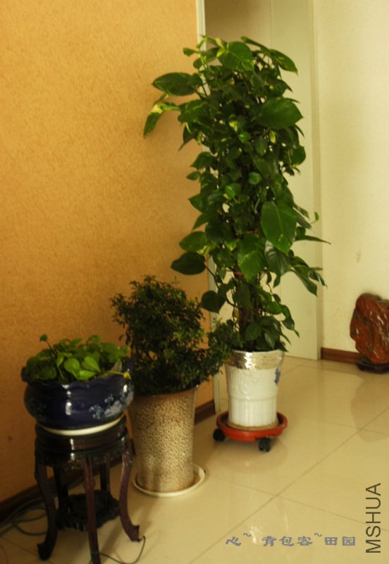 ϲ����Щ��ֲ