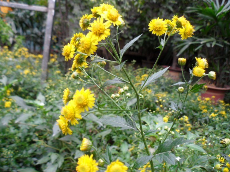 SAM_0957.JPG