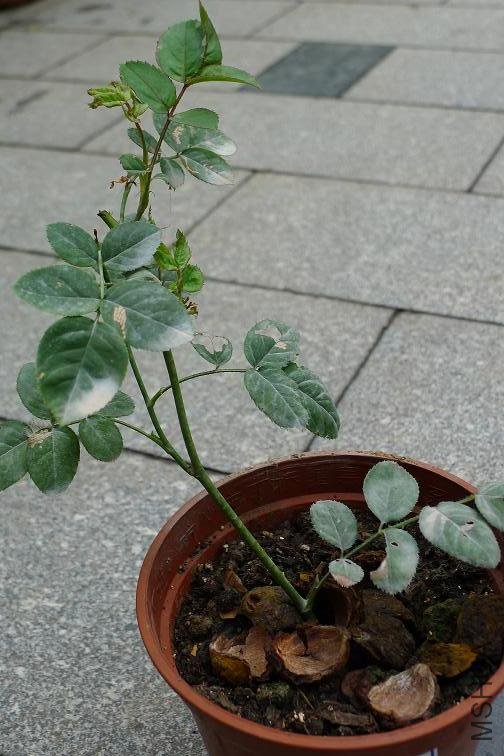 P1010107.JPG