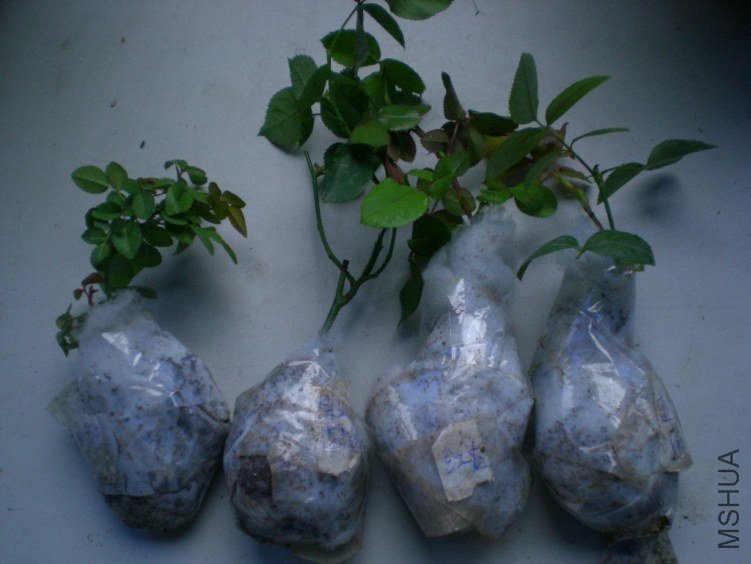 DSCN4656.jpg