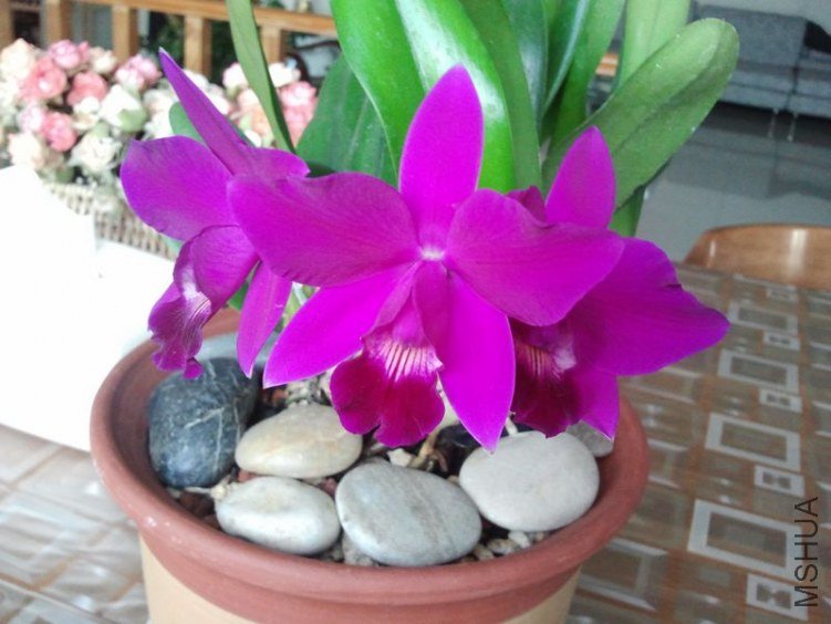 2011-09-20 17.52.39.jpg