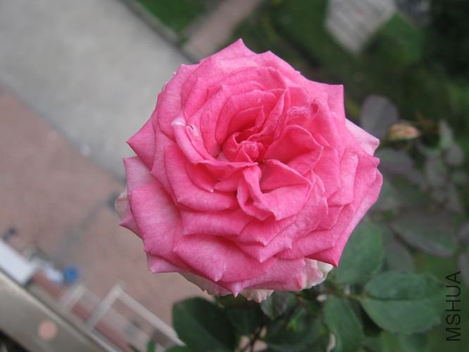 IMG_2746_nEO_IMG.jpg