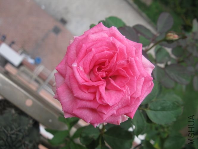IMG_2747_nEO_IMG.jpg