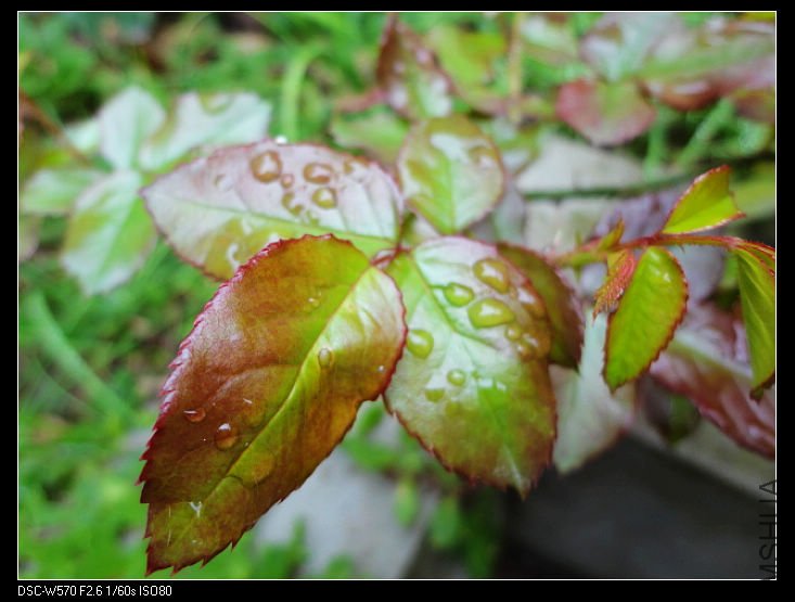 nEO_IMG_DSC00170.jpg