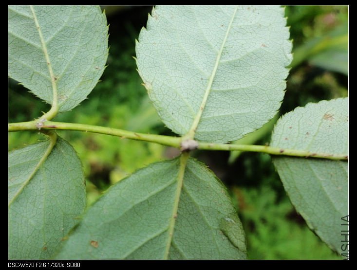 nEO_IMG_DSC00173.jpg