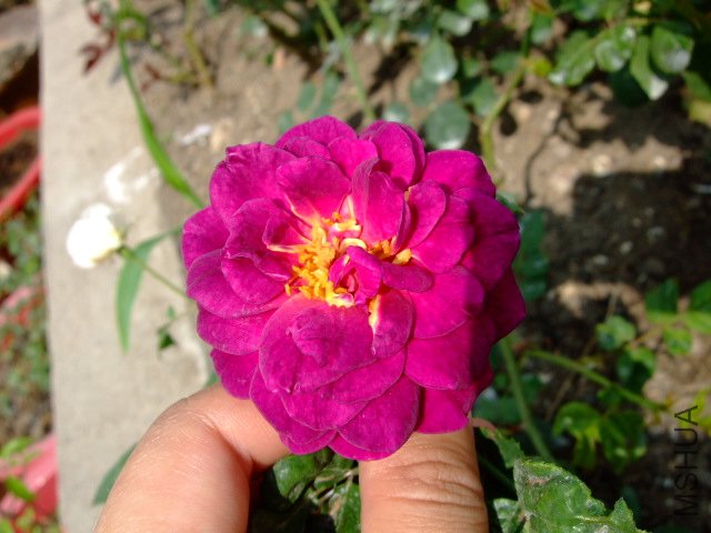 DSCF0201.JPG