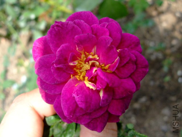 DSCF0202.JPG