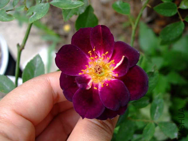 DSCF0203.JPG