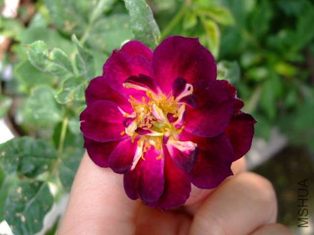 DSCF0204.JPG