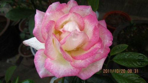 IMG_1663_������С.jpg