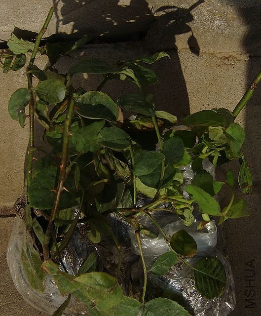 DSC06879.JPG