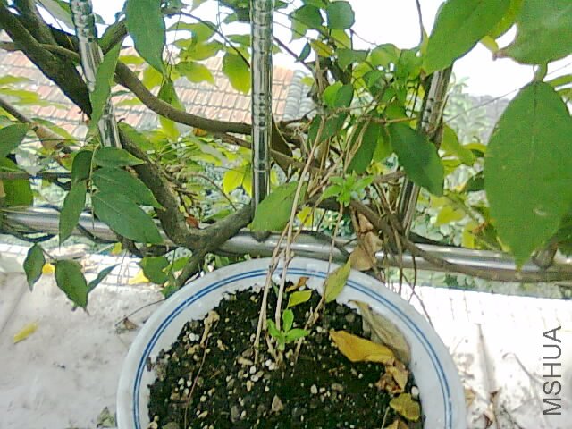 ��Ƭ0375.jpg