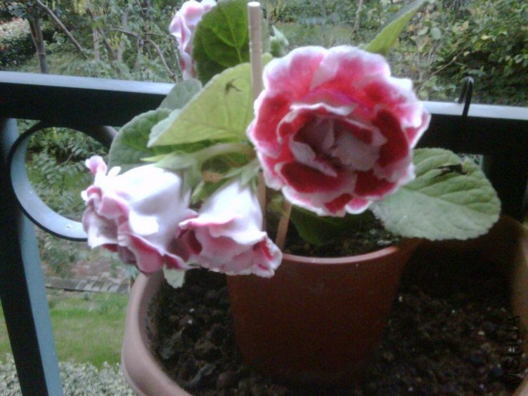 IMG00048-20111030-1654.jpg