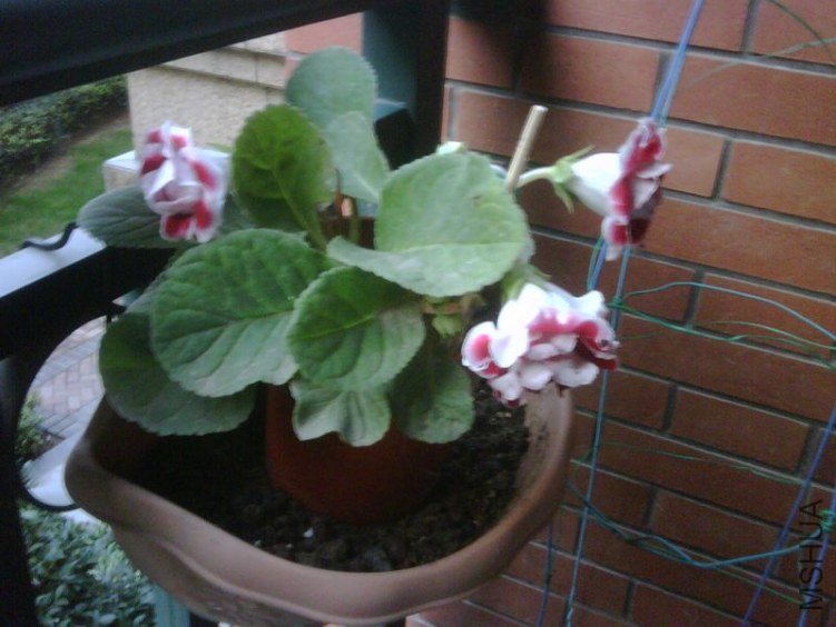 IMG00049-20111030-1654.jpg