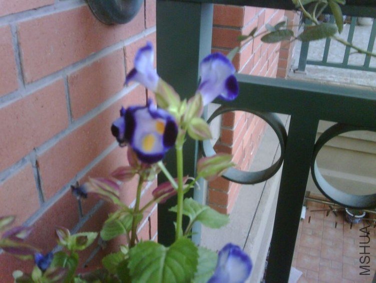 IMG00042-20111030-1653.jpg