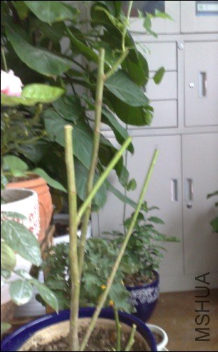 ���˵��ŷ�µĶ��� ֻ����һ��������Сѿ.jpg