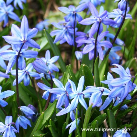 Scilla siberica.jpg