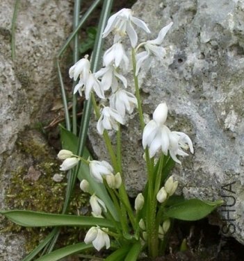 Scilla siberica alba.jpg