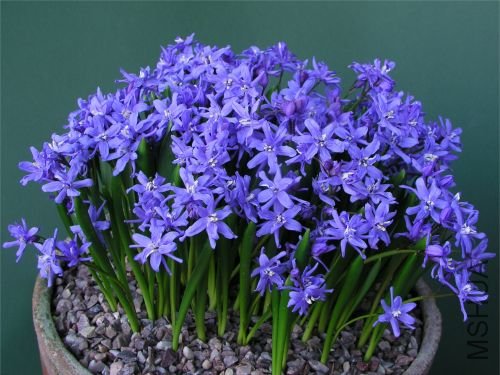 Scilla bifolia.jpg