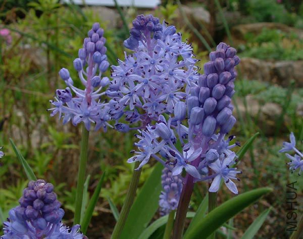 Scilla litardieri.jpg