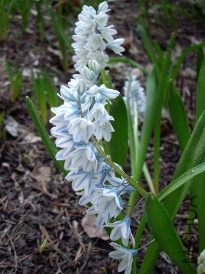 puschkinia-scilloides-libanotica-fall-bulb-300x400.jpg