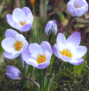 Crocus_Blue_Pearl.jpg