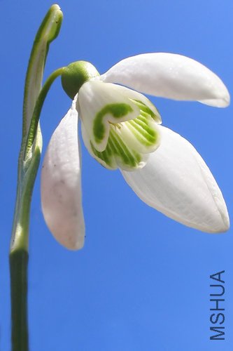 Snowdrop - Galanthus nivalis.jpg