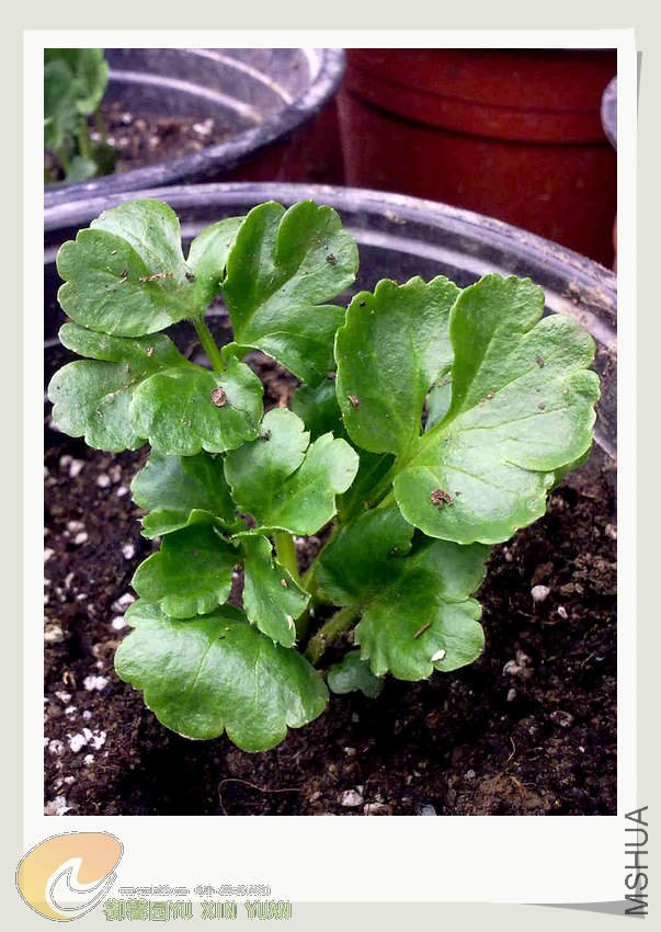 ��ëݢС�� (1).jpg