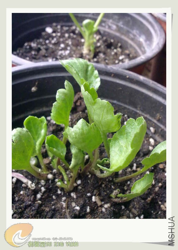 ��ëݢС�� (7).jpg