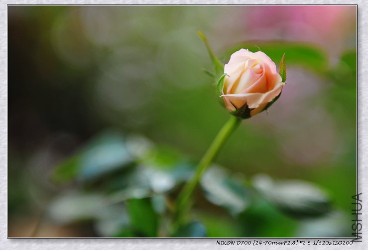 DSC_8986_��Ӱ_1.jpg